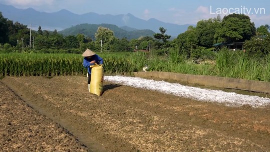 Bảo Thắng khôi phục sản xuất nông nghiệp