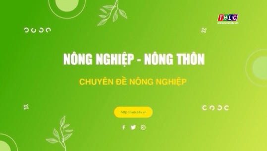 Nông nghiệp - Nông thôn tiếng Mông (22/9/2024)