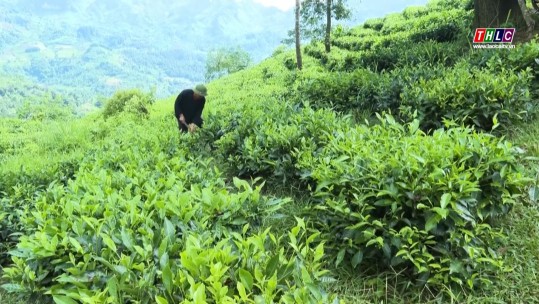 Thời sự Lào Cai 9h30 (25/9/2024)