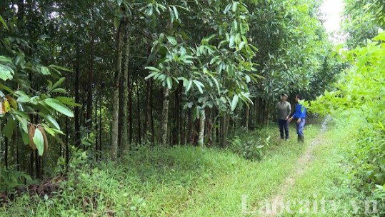 Nậm Tha phấn đấu hoàn thành tiêu chí thu nhập