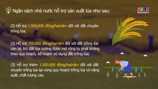 Từ 01/01/2025 tăng mức hỗ trợ đối với đất chuyên trồng lúa