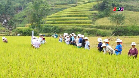 Hội thảo đầu bờ trình diễn giống lúa lai 3 dòng Thụy Hương 308