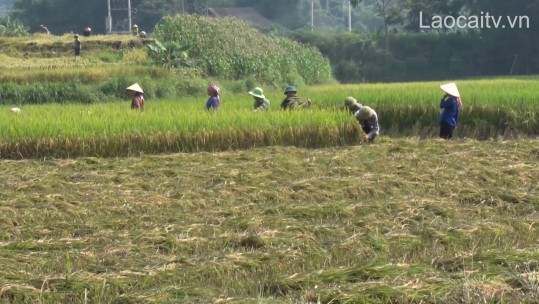 Văn Bàn khôi phục sản xuất sau thiên tai