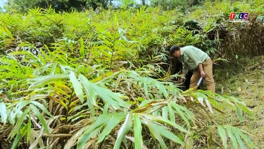 Những nông dân mạnh dạn tìm hướng đi mới