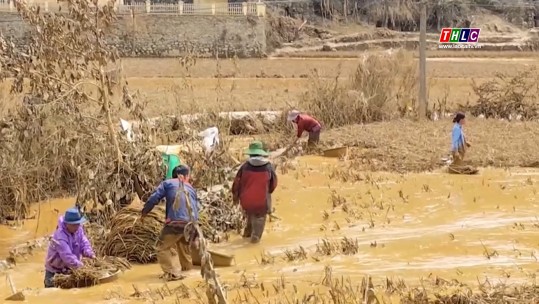 Tập trung cao độ, quyết liệt để phục hồi sản xuất nông, lâm nghiệp sau thiên tai