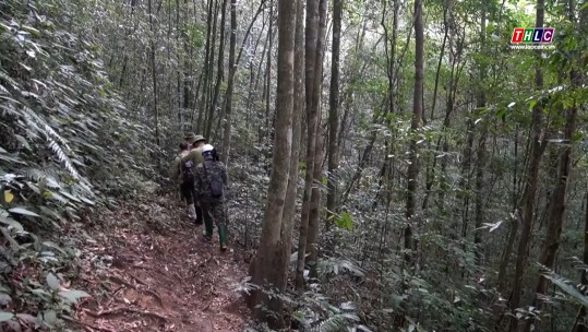 9 tháng năm nay không xảy ra cháy rừng tại Khu Bảo tồn thiên nhiên Hoàng Liên - Văn Bàn