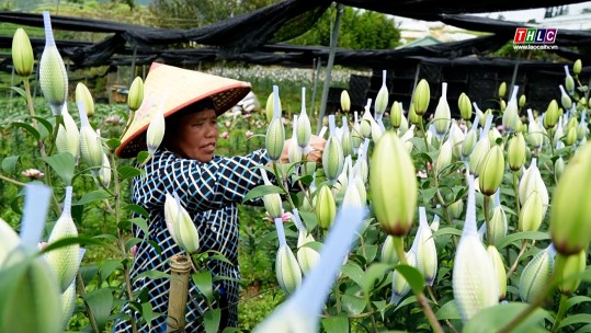 Chị Ngô Thị Thúy Hồng làm giàu từ trồng rau, hoa