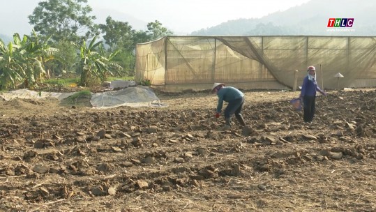 Nông dân Quang Kim nỗ lực khôi phục sản xuất sau lũ