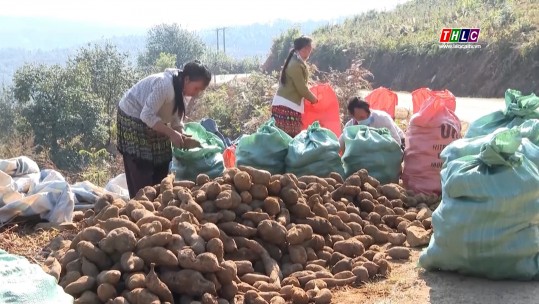 Hoàng Sin Cô vào mùa thu hoạch được giá