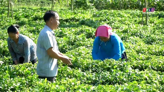 Nông dân làm giàu từ nuôi gà thả đồi