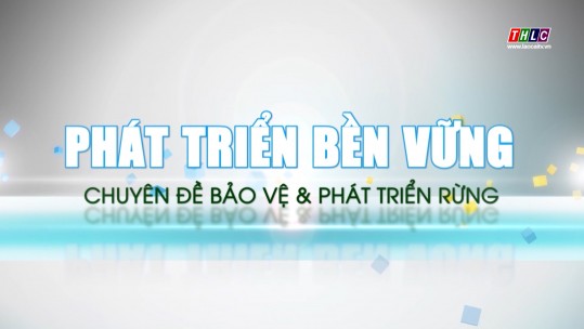 Phát triển bền vững: Bảo vệ & Phát triển rừng (17/10/2024)