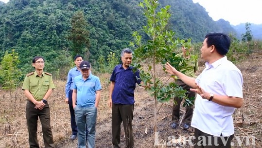 Tiềm năng phát triển cây hồi tại Lào Cai