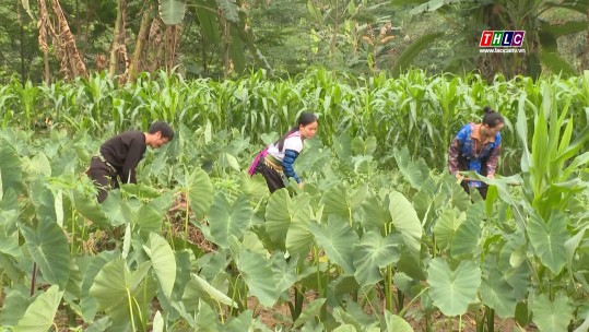 Duy trì chất lượng khoai sọ Nậm Mả