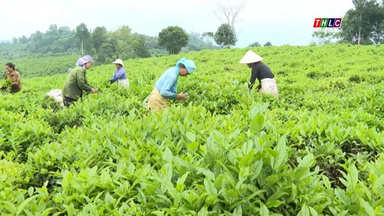 Thời sự Lào Cai 9h30 (25/10/2024)