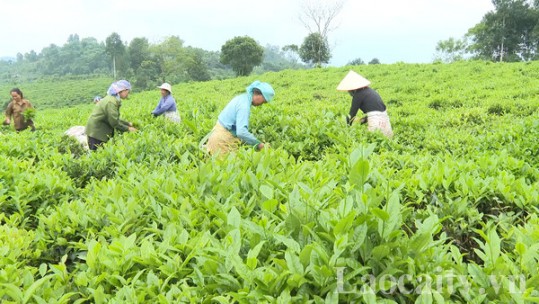 Tập trung thu hoạch chè cuối vụ