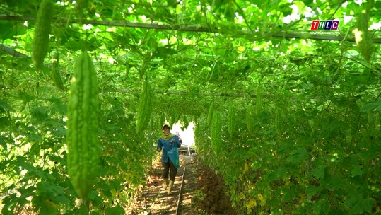 Hồi xanh trên những cánh đồng