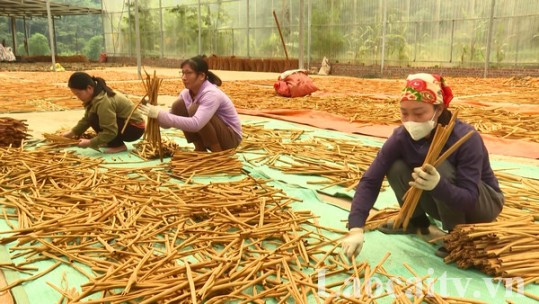 Nông dân Lào Cai thu trên 880 tỷ đồng từ các sản phẩm quế