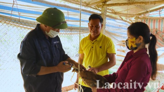 Bảo vệ đàn vật nuôi thời điểm giao mùa