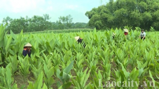 Lào Cai chuyển đổi gần 8.700 ha đất sản xuất kém hiệu quả sang trồng các loại cây chủ lực