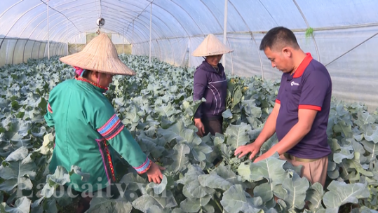 Nông dân Bắc Hà trồng rau trong nhà lưới