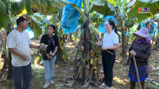 Dân tộc & Phát triển: Ứng dụng khoa học kỹ thuật mới vào sản xuất ở vùng DTTS (05/11/2024)