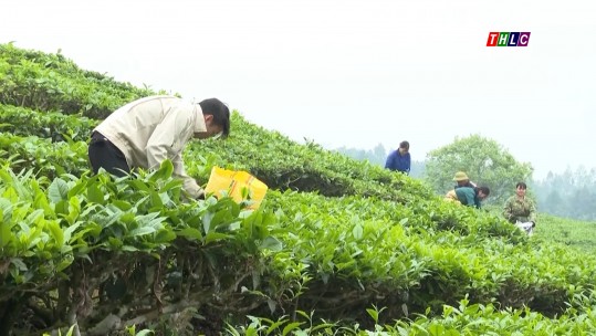 Mường Khương: Hiệu quả kinh tế từ các vùng sản xuất nông nghiệp hàng hóa