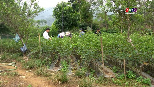 Si Ma Cai sẵn sàng nguồn giống cây ăn quả cho vụ mới