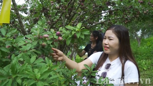 Si Ma Cai: Giá trị từ sản xuất cây ăn quả ôn đới đạt gần 79 tỷ đồng