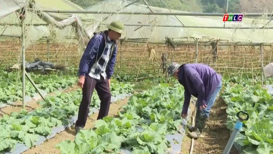 Tập trung sản xuất để vụ đông mang lại thu nhập tốt