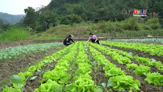 Hối hả khôi phục rau màu cung ứng Tết