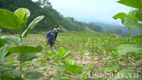 Tín hiệu vui cho sản xuất dâu tằm Bảo Yên sau mưa lũ