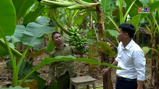 Chuẩn bị vụ chuối Tết