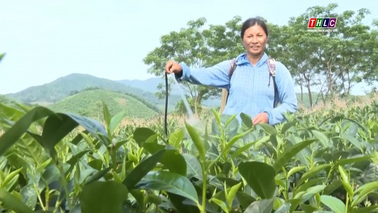 Bảo Yên nỗ lực duy trì vùng chè hàng hóa