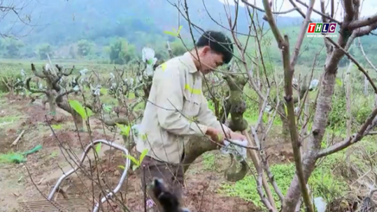 Chăm đào, quất cho vụ Tết