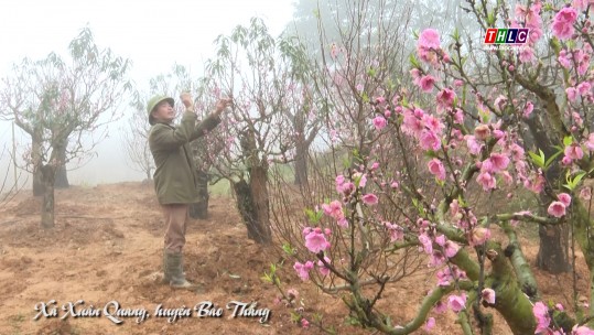 Bản vui: Xuân quang rộn ràng vụ đào tết (04/12/2024)