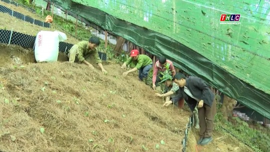 Vùng cao Lai Châu đẩy mạnh phát triển cây sâm