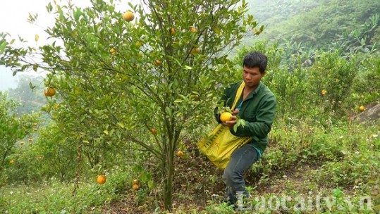 Người tiên phong trồng quýt ở Mường Vi