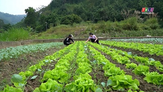 Thời sự Lào Cai 15h00 (12/12/2024)