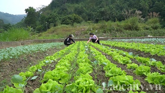 Bảo Thắng đẩy mạnh vụ đông phục vụ thị trường Tết