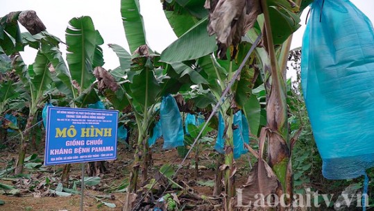 Khảo nghiệm thành công giống chuối kháng bệnh vàng lá Panama