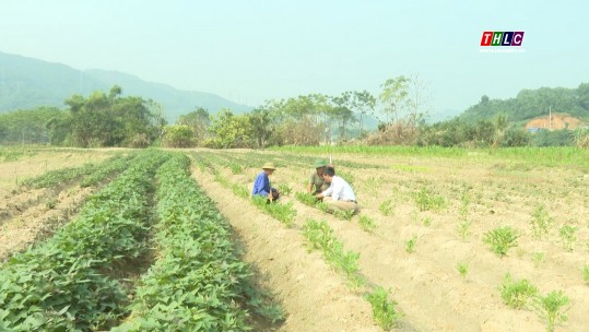 Bảo Yên lấy sản xuất vụ đông bù vụ mùa