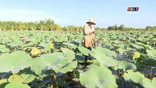 Sinh kế mới ở “Lung trời”