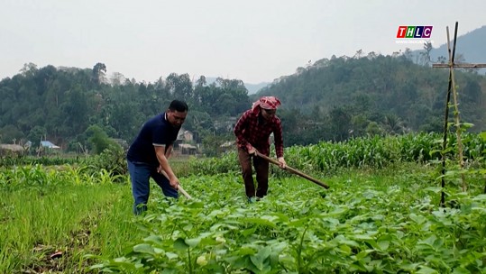 Kim Sơn mở rộng diện tích sản xuất vụ đông