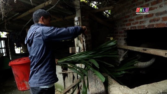 Sa Pa phòng, chống rét cho đàn gia súc