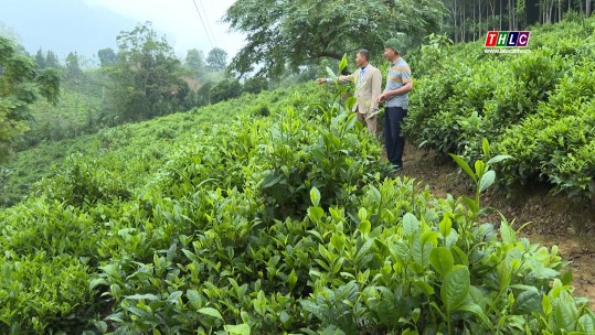 Thu nhập khá nhờ sản xuất nông nghiệp hàng hóa