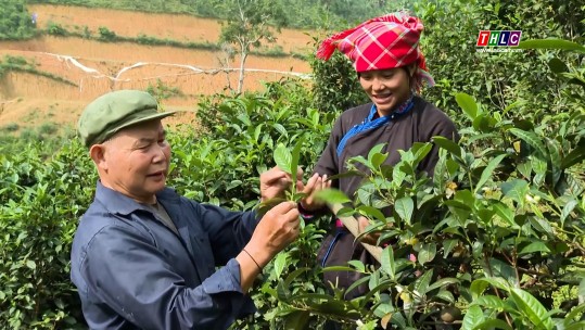 Người tiên phong trồng chè hàng hóa ở Bản Liền