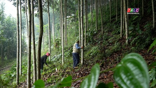 Nông dân Xuân Hòa làm giàu từ cây quế hàng hóa