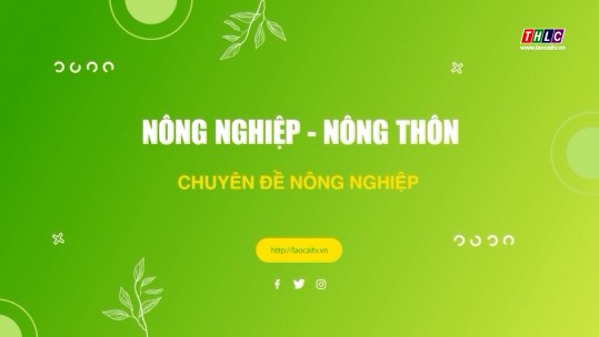 Nông nghiệp - Nông thôn: Tăng cường quản lý Nhà nước về mã số vùng trồng (25/12/2024)