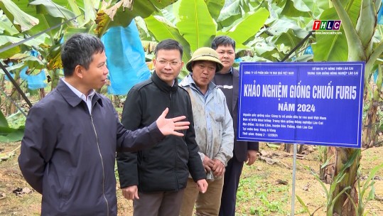 Nông nghiệp - Nông thôn: Nông nghiệp Lào Cai (27/12/2024)