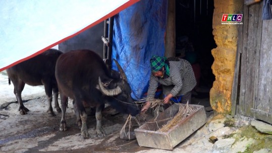 Chủ động ứng phó với rét đậm, rét hại